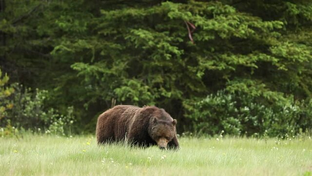 A grizzly bear munches on dandelions in Banff National Park, Canada.