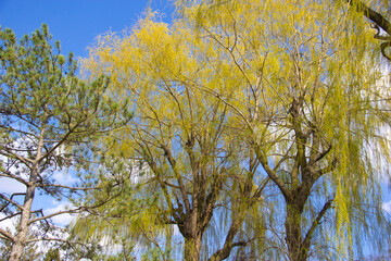 Mature yellow tree