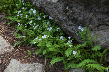 White wildflowers and fern growing next to rock
