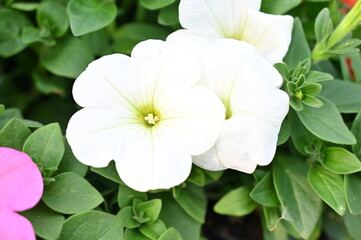 Plante fleurs nature fleuries