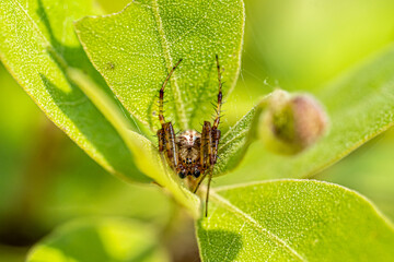 spider on a leaf