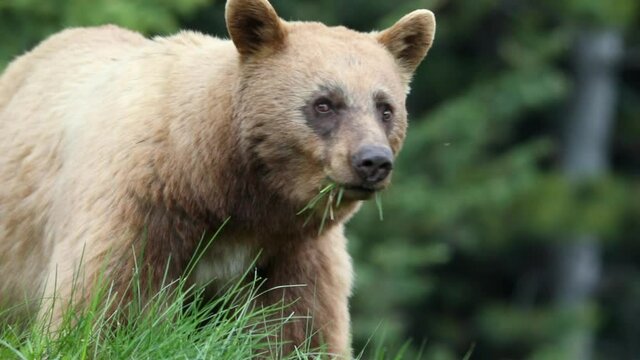 A blonde bear munches on grass in Banff National Park, Canada.