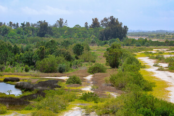 Fototapeta na wymiar Overlook of a Marsh Swampland 