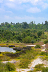 Overlook of a Marsh Swampland 