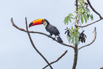Brazilian toucan bird on a tree branch of the Cerrado Mineiro of Minas Gerais state. Bird with a long orange beak with a black spot on tip, white neck and black feathers.