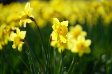 South Korea, Busan, Oryukdo Islands, narcissus, daffodil, sea, 한국, 부산, 오륙도, 수선화