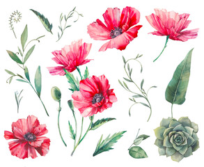Hand painted floral elements set. Watercolor botanical illustration of poppy, succulent, fern and leaves. Natural objects isolated on white background