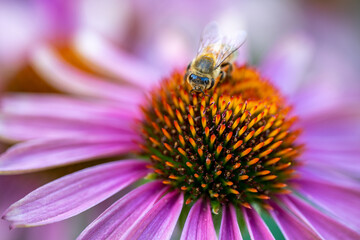 bee on a flower