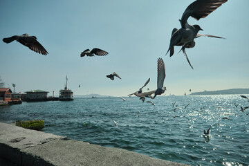 Fototapeta na wymiar Groups of pigeons and seagulls flying over istanbul bosphorus with passenger ferry and ship background as if colored as pastel colors. Story of istanbul city and pedestrian ferries