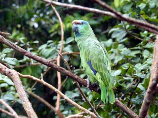 Festive amazon (Amazona festiva), also known as the festive parrot, is a species of parrot in the family Psittacidae. Amazon rainforest, Brazil
