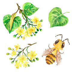 Watercolor illustration with bee and flowering twigs of linden tree, linden flowers, insect, spring, bloom 