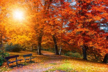  Golden autumn scene in a park, with falling leaves, the sun shining through the trees and blue sky. Colorful foliage in the park, falling leaves natural background © daliu