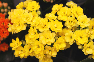 yellow flowers