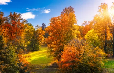 Foto op Canvas Golden autumn scene in a park, with falling leaves, the sun shining through the trees and blue sky. Colorful foliage in the park, falling leaves natural background © daliu