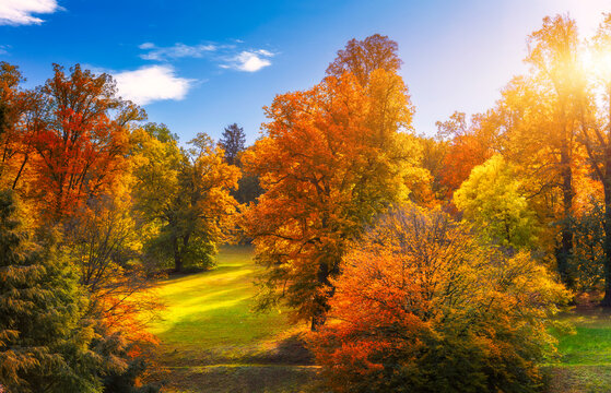 Golden autumn scene in a park, with falling leaves, the sun shining through the trees and blue sky. Colorful foliage in the park, falling leaves natural background