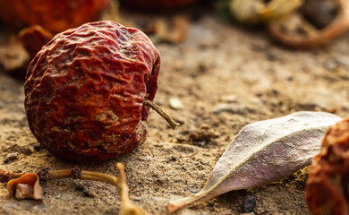 A leaf with buckthorn fruit in autumn