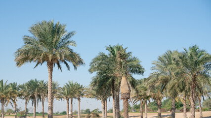 Fototapeta na wymiar Plantation of date palms. Tropical agriculture industry in the Middle East.