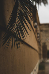Palm trees next to lanterns
