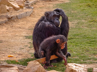 A gorilla with his son contemplates