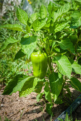 A large green bell pepper growing on the vine of a pepper plant in a garden.