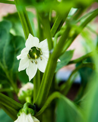 A macro view of a pepper emerging from inside a white pepper blossom.