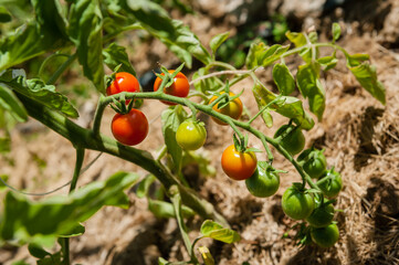 Cascading vine of cherry tomatoes in various stages of ripening.