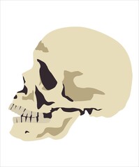Dibujo de una calavera humana