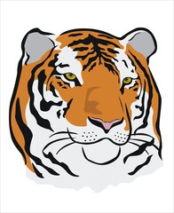 Fototapeta na wymiar dibujo de la cara de un tigre de bengala