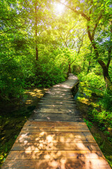 Fototapeta premium Krka national park wooden pathway in the deep green forest. Colorful summer scene of Krka National Park, Croatia, Europe. Wooden pathway trough the dense forest near Krka national park waterfalls.