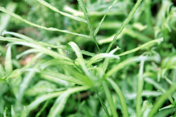 grass with dew drops