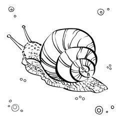 Grape Snail. Hand drawn graphic illustration of Snail. Black and white. Vector 