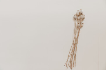 Natural dried flower on beige background. Minimal bohemian flat lay background with dried flower arrangement and copy space. Organic design. Pastel colors.