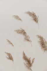 Pampas branch flowers on beige background. Beautiful pattern with neutral colors. Minimal, stylish concept. Flat lay, top view, copy space