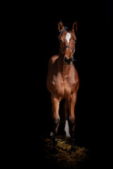 Horse Portraits Luxury Equine Beautiful Black Background