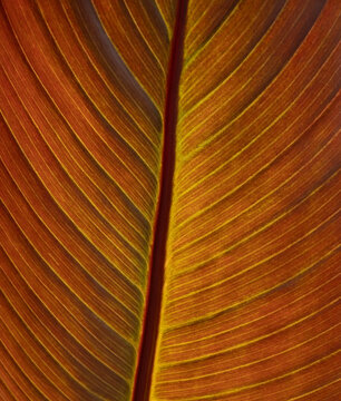 A Hawaii Birdnest Fern In A Garden Nursery Near Woodburn Oregon