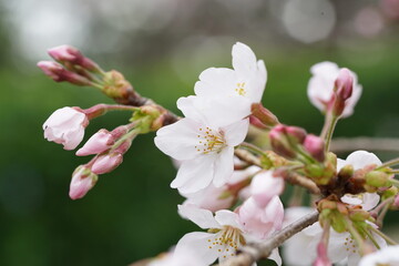 Fototapeta na wymiar South Korea, Seoul, Jangji-dong, cherry blossoms, 한국, 서울, 장지동, 벚꽃