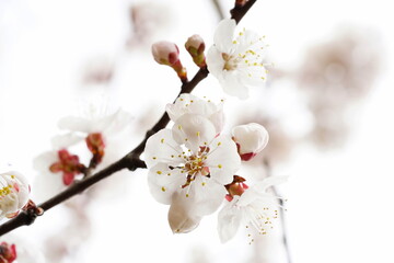 South Korea, Seoul, Jangji-dong, cherry blossoms, 한국, 서울, 장지동, 벚꽃