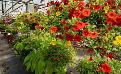 Fototapeta premium Hanging flower baskets in a nursery greenhouse near Woodburn Oregon.