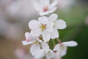 South Korea, Seoul, Jangji-dong, cherry blossoms, 한국, 서울, 장지동, 벚꽃