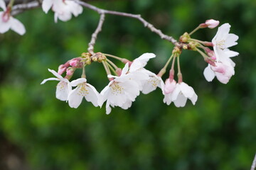 South Korea, Seoul, Jangji-dong, cherry blossoms, 한국, 서울, 장지동, 벚꽃