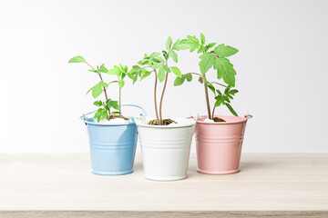 seedling at small bucket isolated. domestic vegetable gardening concept. creative idea growth