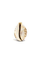 Isolated photo of a large cowry shell