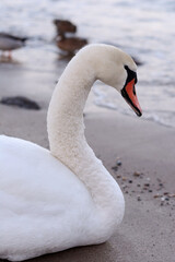 Fototapeta na wymiar Swan at the Polish seaside