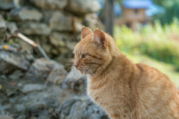 Ginger cat sitting on the street