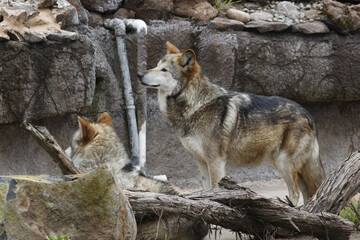 Mexican Gray Wolf.