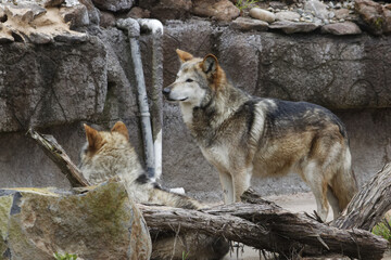 Mexican Gray Wolf.