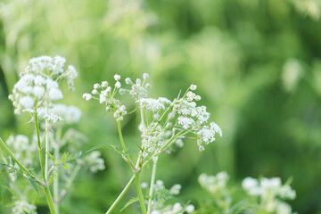 Small delicate white wild flowers on green grass background in springtime. Selective soft focus. Close up.