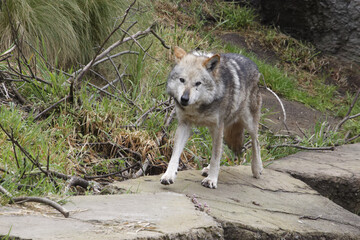 Mexican Gray Wolf.