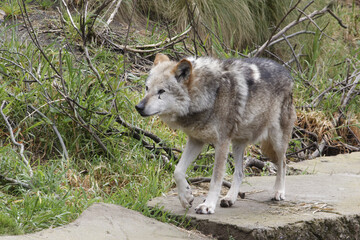 Fototapeta premium Mexican Gray Wolf.