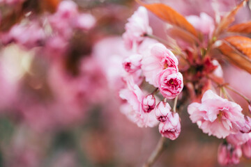Fototapeta na wymiar Branch of blooming sakura in spring time. Selective soft focus.